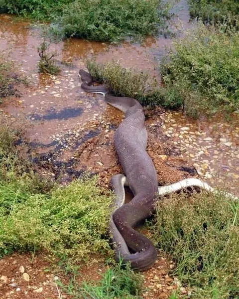 橄榄蟒觅食瞄上淡水鳄：直接活吞