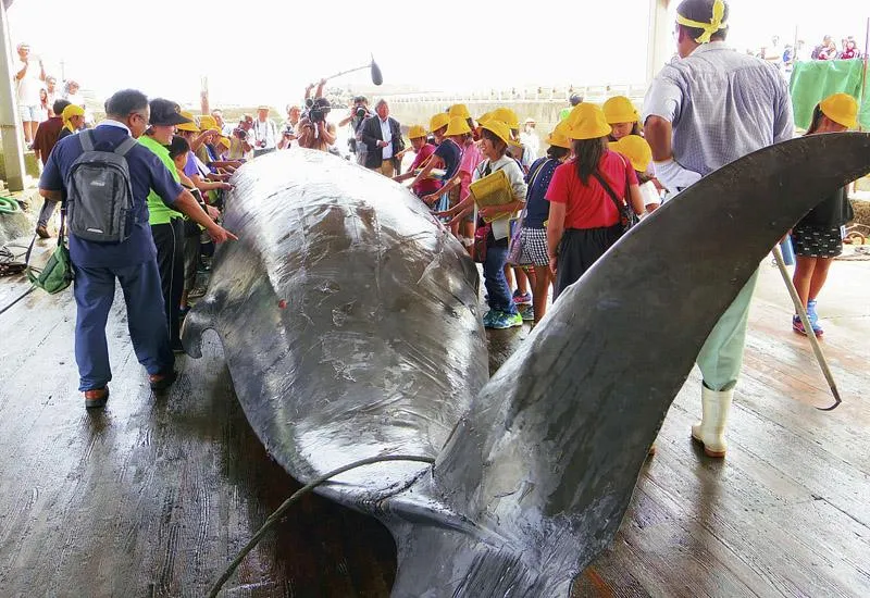 日本会组织小学生观看渔民宰杀鲸鱼的全过程？日本组织学生看杀鲸鱼过程场面难以接受？