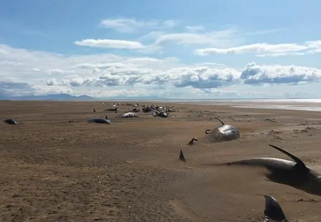 冰岛海滩现50具鲸鱼尸体是怎么回事？冰岛出现鲸鱼尸体的原因