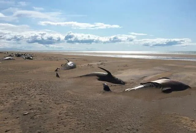 冰岛海滩现50具鲸鱼尸体是怎么回事？冰岛出现鲸鱼尸体的原因
