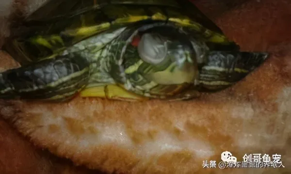 乌龟白眼病用什么药效果好 | 导致乌龟白眼病的原因有哪些