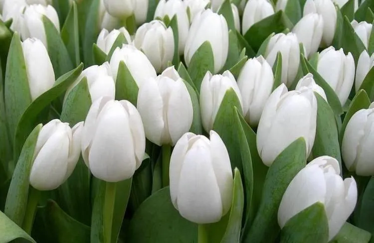 白色郁金香的花语和象征意义是什么