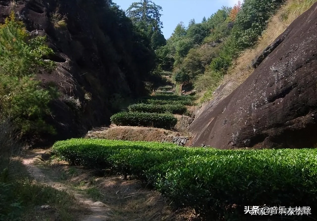 岩茶属于什么茶(为什么叫岩茶)