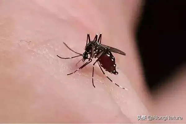 蚊子寿命最长活多久(蚊子寿命最长活多久啊)