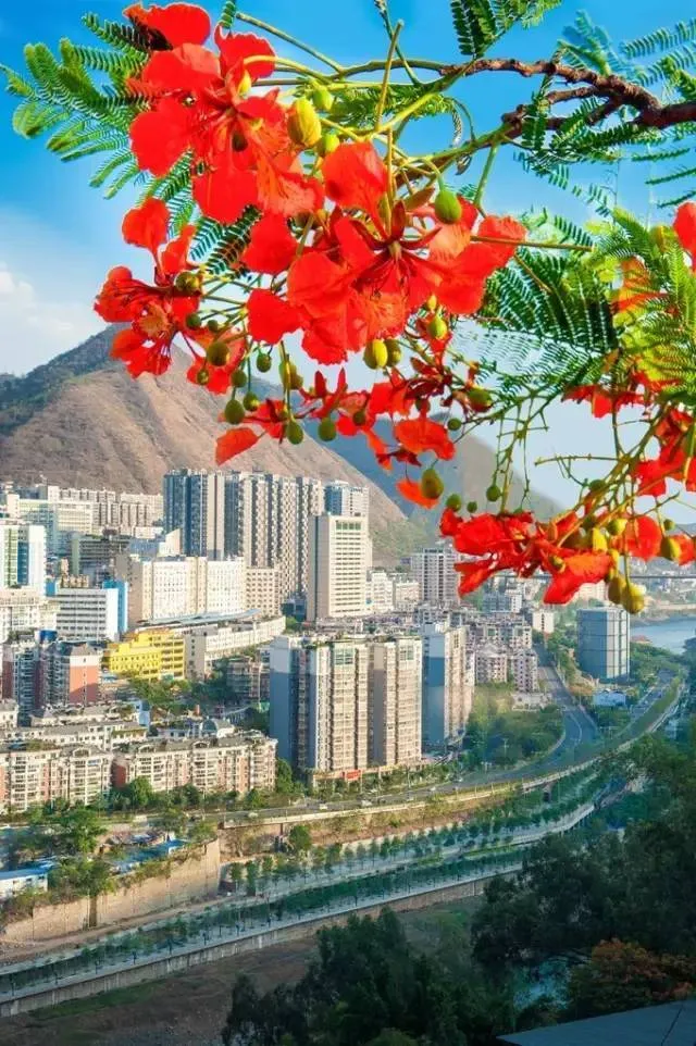 阳光之城是哪个城市 | 攀枝花是全国唯一的以花命名的城市