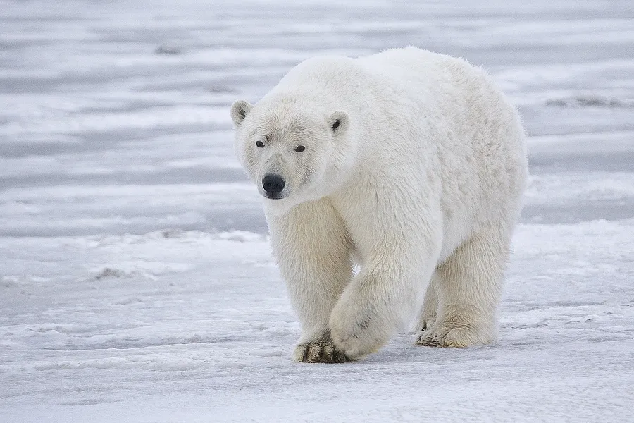 北极熊生活在哪里有天敌吗 | 人类
