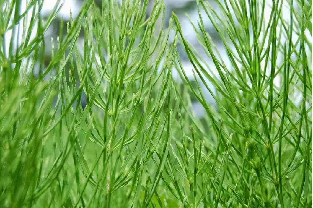 荆草生长的地方是有黄金吗 | 问荆草是自然界的黄金探测仪