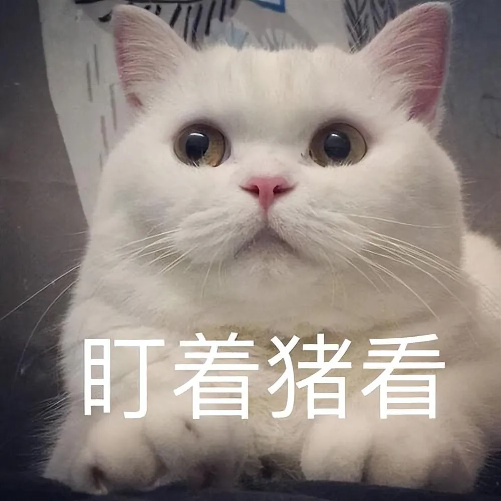 猫一岁相当于人的几岁 | 猫咪年龄