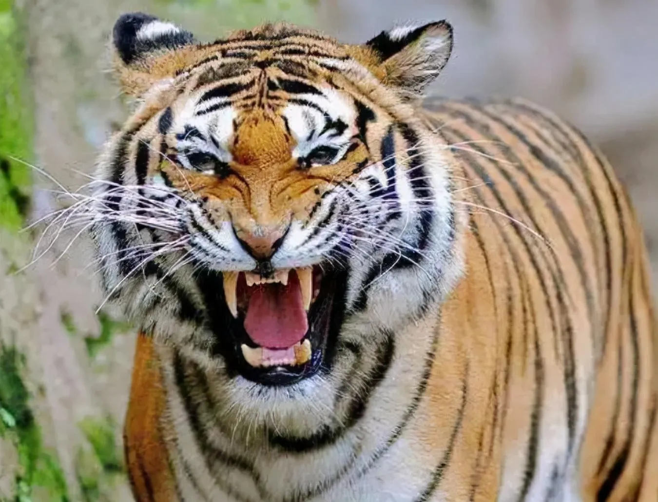 老虎怕什么动物 | 10种可以杀死老