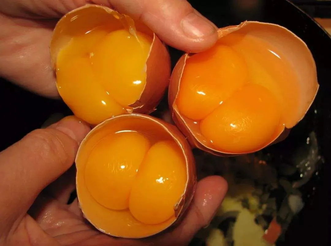 受精蛋和普通蛋有什么区别 | 受精双黄蛋可以孵出小鸡吗