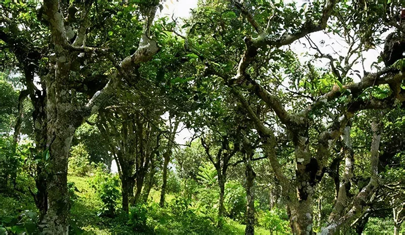 临沧茶叶前十名(云南临沧十大名茶)