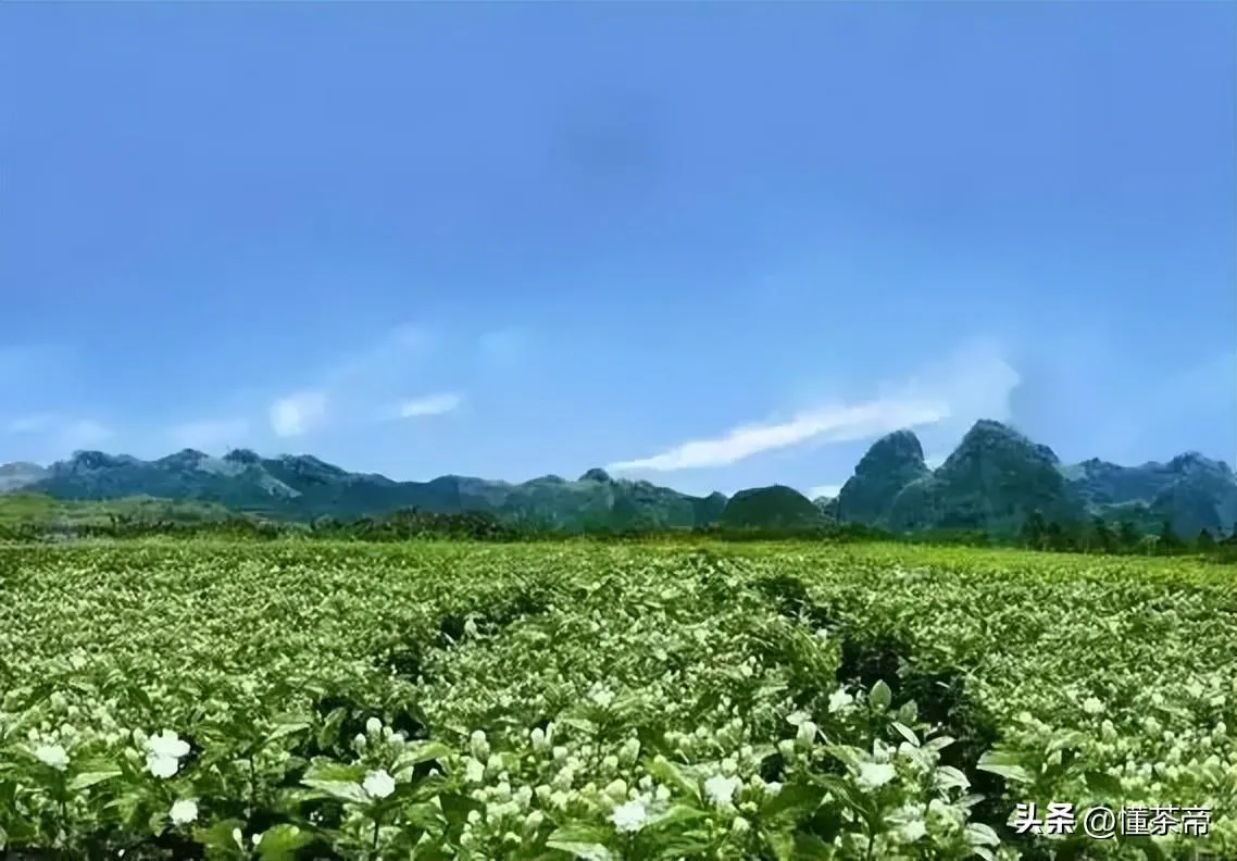 茉莉花茶哪个产地最好(茉莉花茶哪