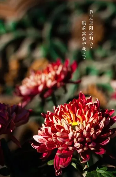 重阳节的来历是什么？附重阳节习俗介绍