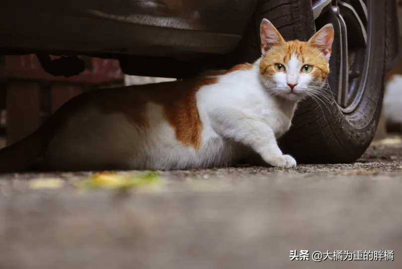 驱赶猫长期有效好办法 | 3招驱赶室外野猫不再受其扰!