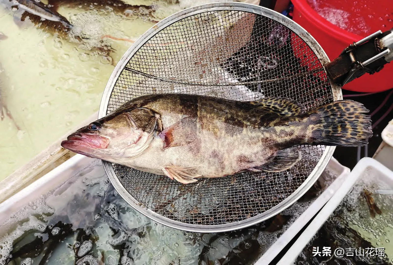 鳜鱼养殖最新技术 | 北方苇田生态养殖鳜鱼技术