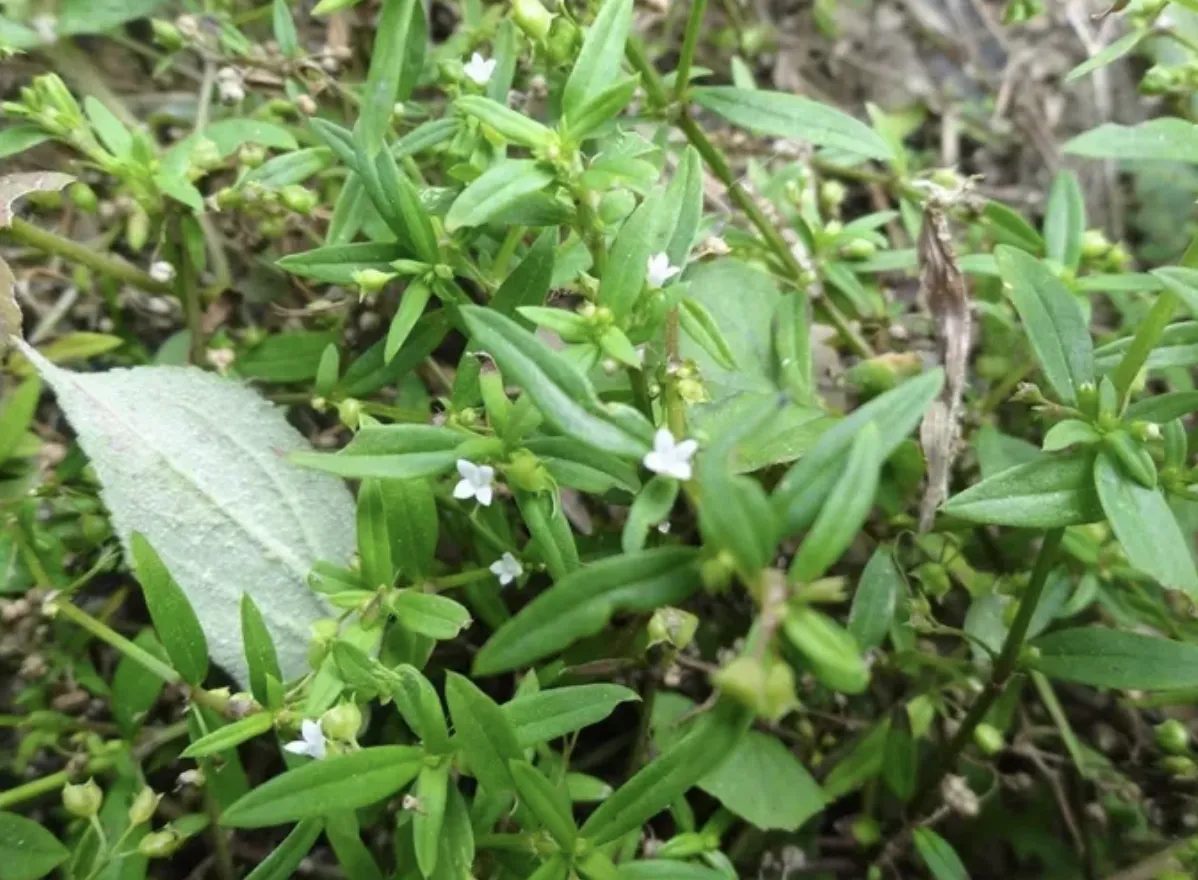 白花蛇舌草的图片什么样子 | 白花蛇舌草，是珍贵的药草，一年可收割2次