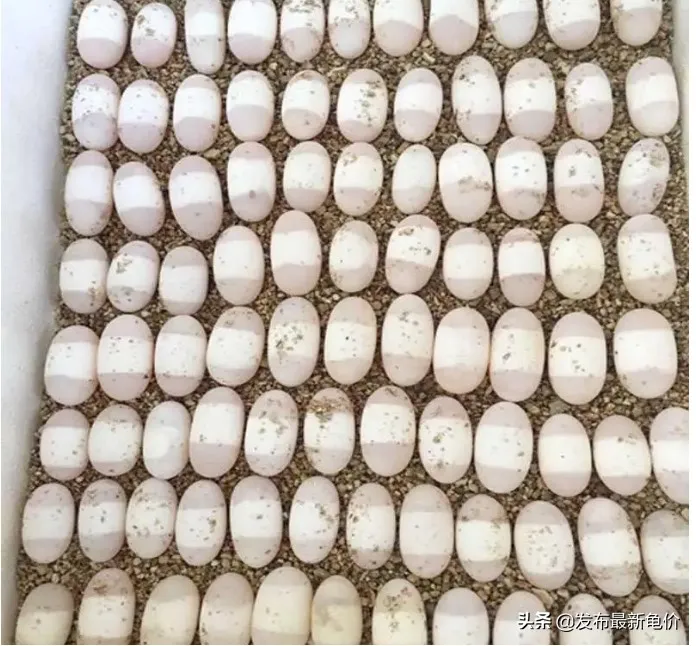 乌龟蛋孵化多少天 | 乌龟蛋要几天