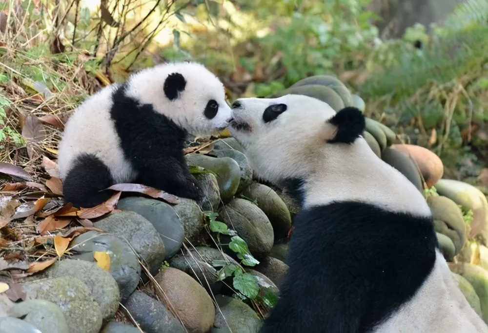 熊猫怀孕几个月生产 | 大熊猫想要